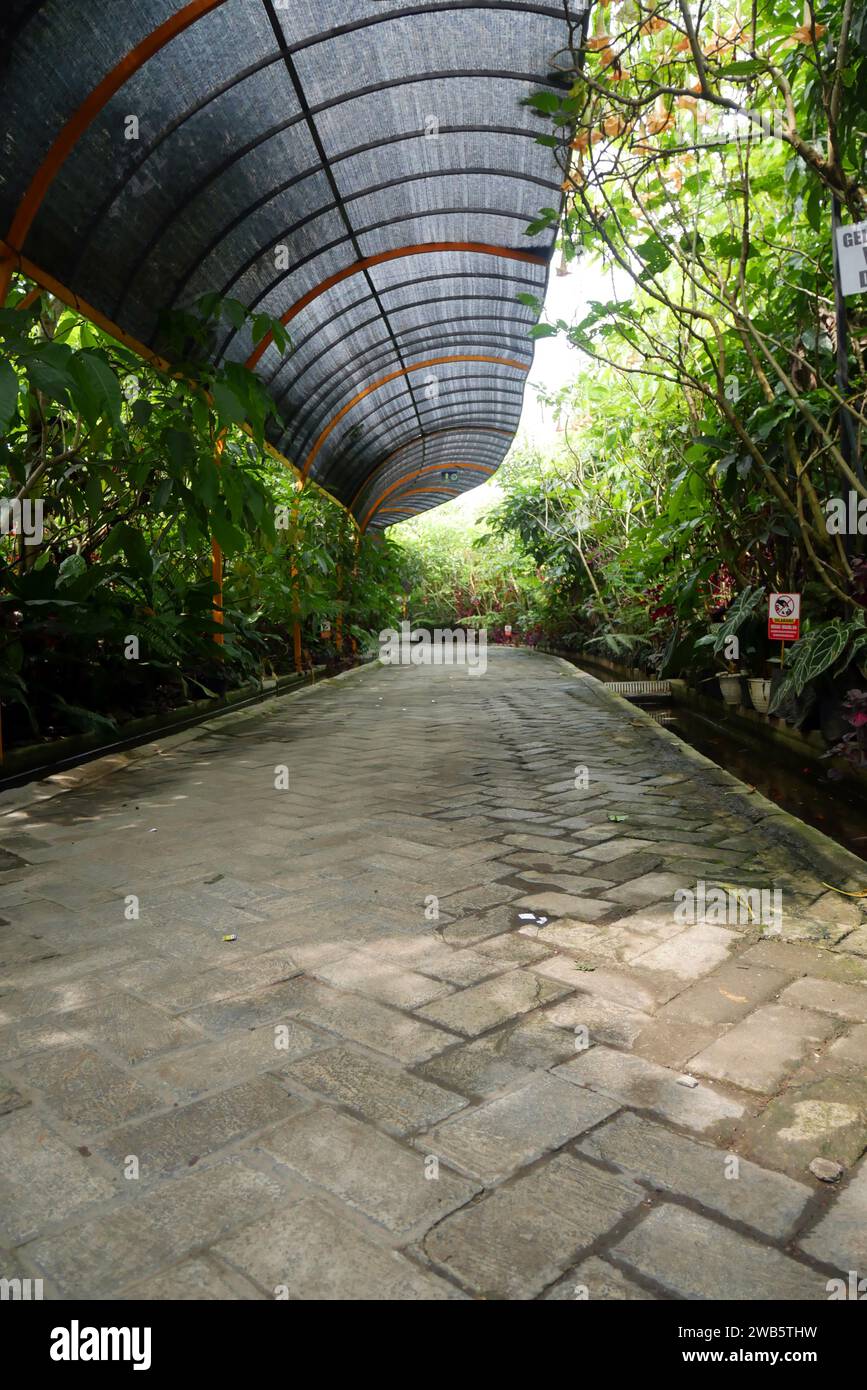 Environmentally friendly paving path with healthy plants around it ...
