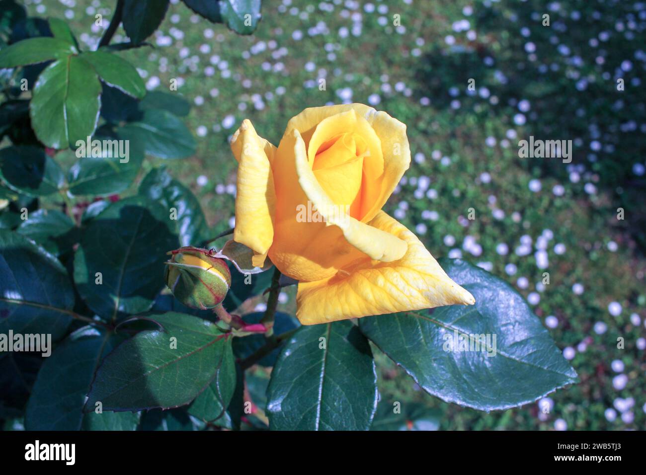 A vibrant yellow rose, bathed in sunlight, unfurls its petals, a radiant emblem of nature's rebirth and the splendor of spring Stock Photo