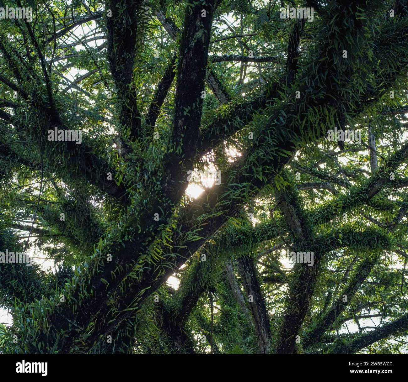 the Loranthus covering all over the body of the trees Stock Photo