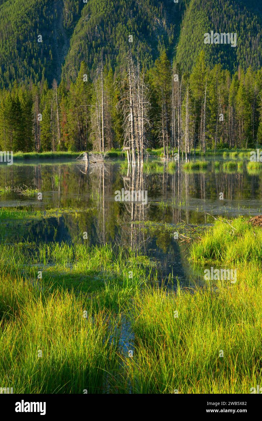 Beaver Creek pond, Madison River Canyon Earthquake Area, Gallatin ...