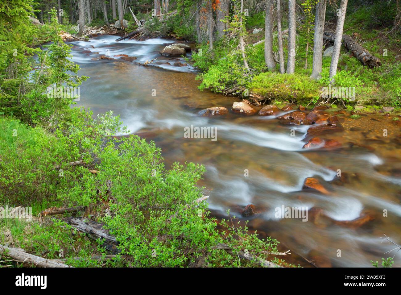 Fisher Creek along Lady of the Lake Trail, Gallatin National Forest, Montana Stock Photo