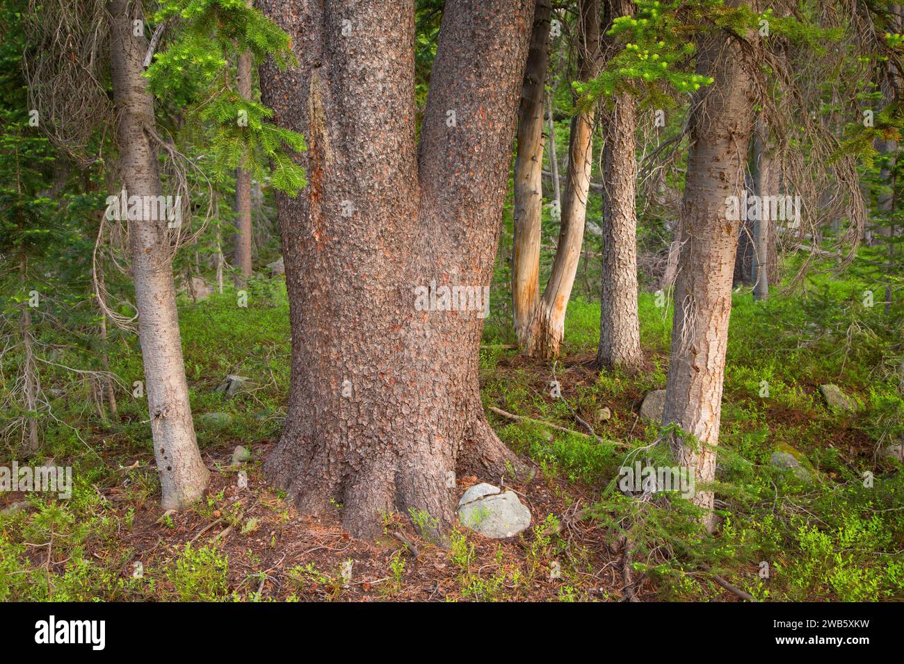 Forest along Lady of the Lake Trail, Gallatin National Forest, Montana Stock Photo