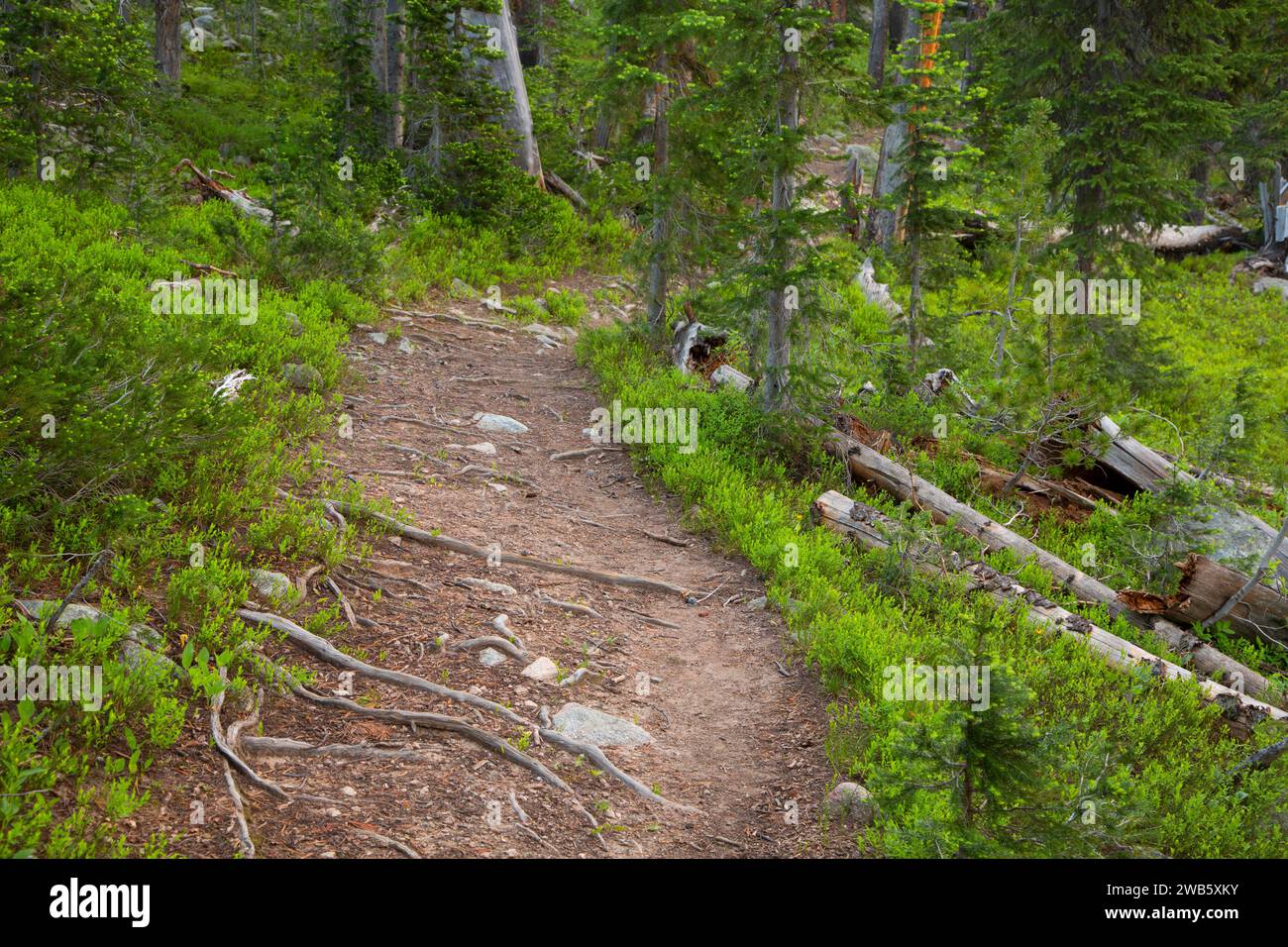 Lady of the Lake Trail, Gallatin National Forest, Montana Stock Photo