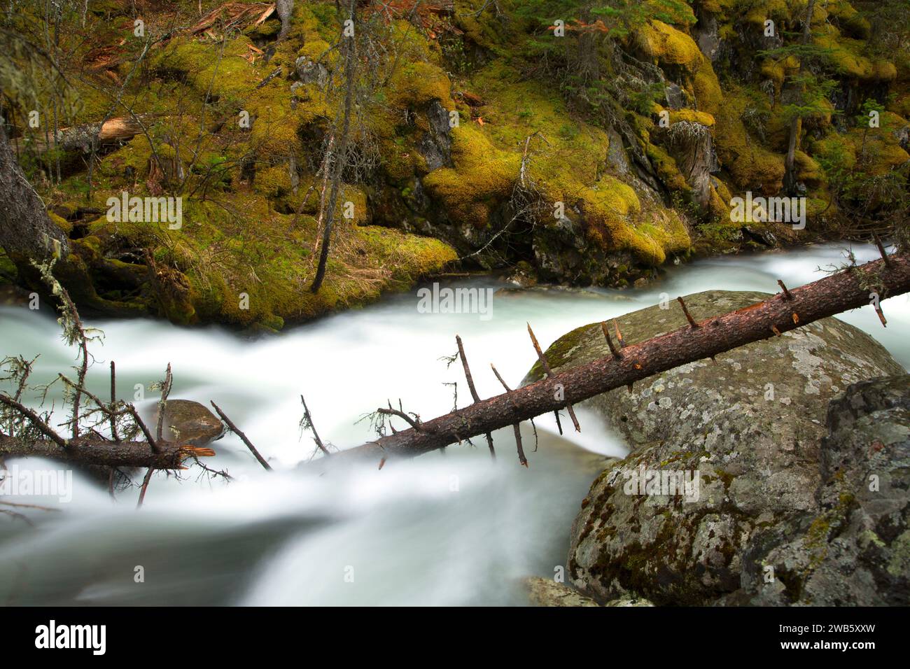 Pine Creek along Pine Creek Lake Trail, Absaroka Beartooth Wilderness ...
