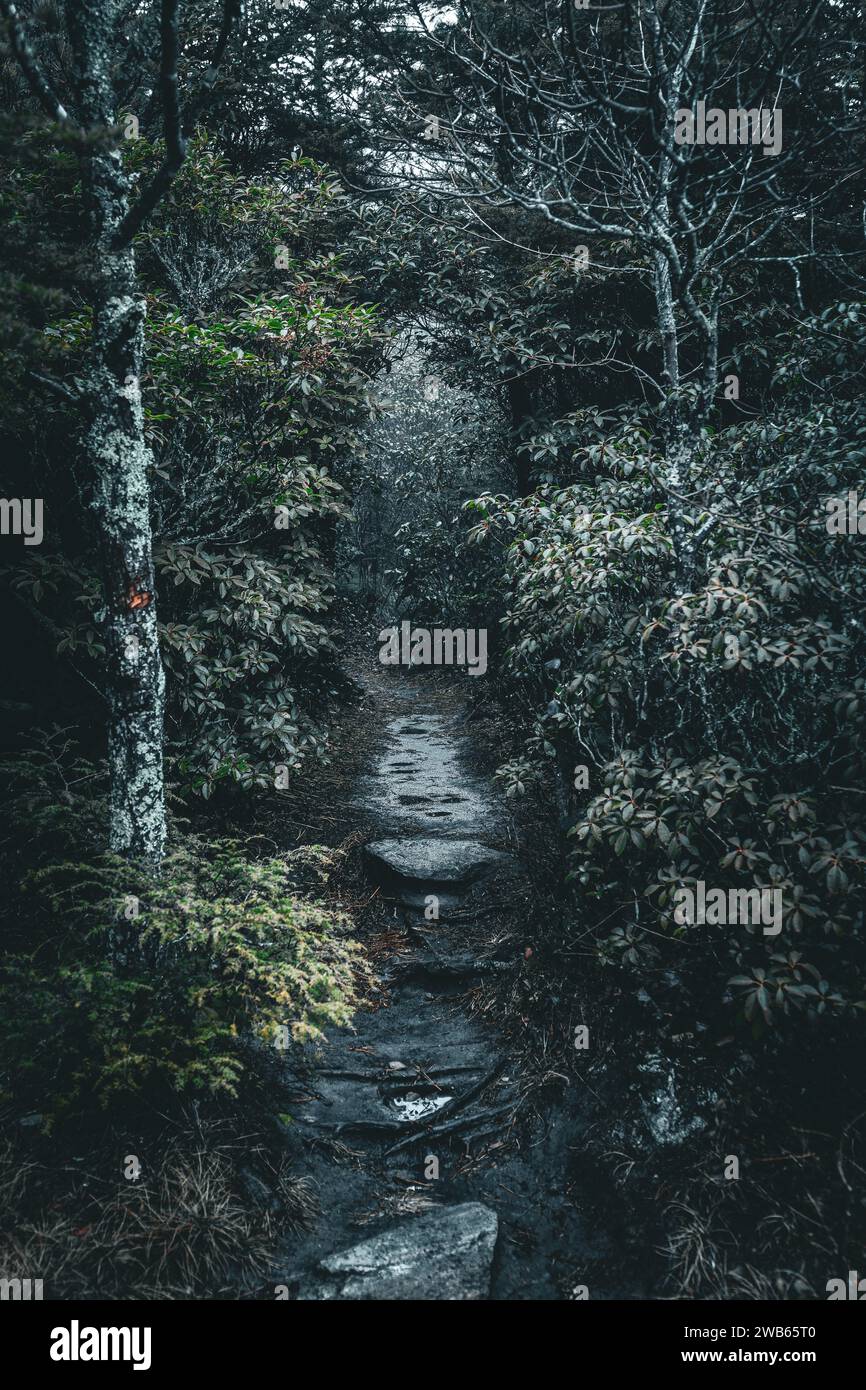 Dense tree cover hi-res stock photography and images - Alamy