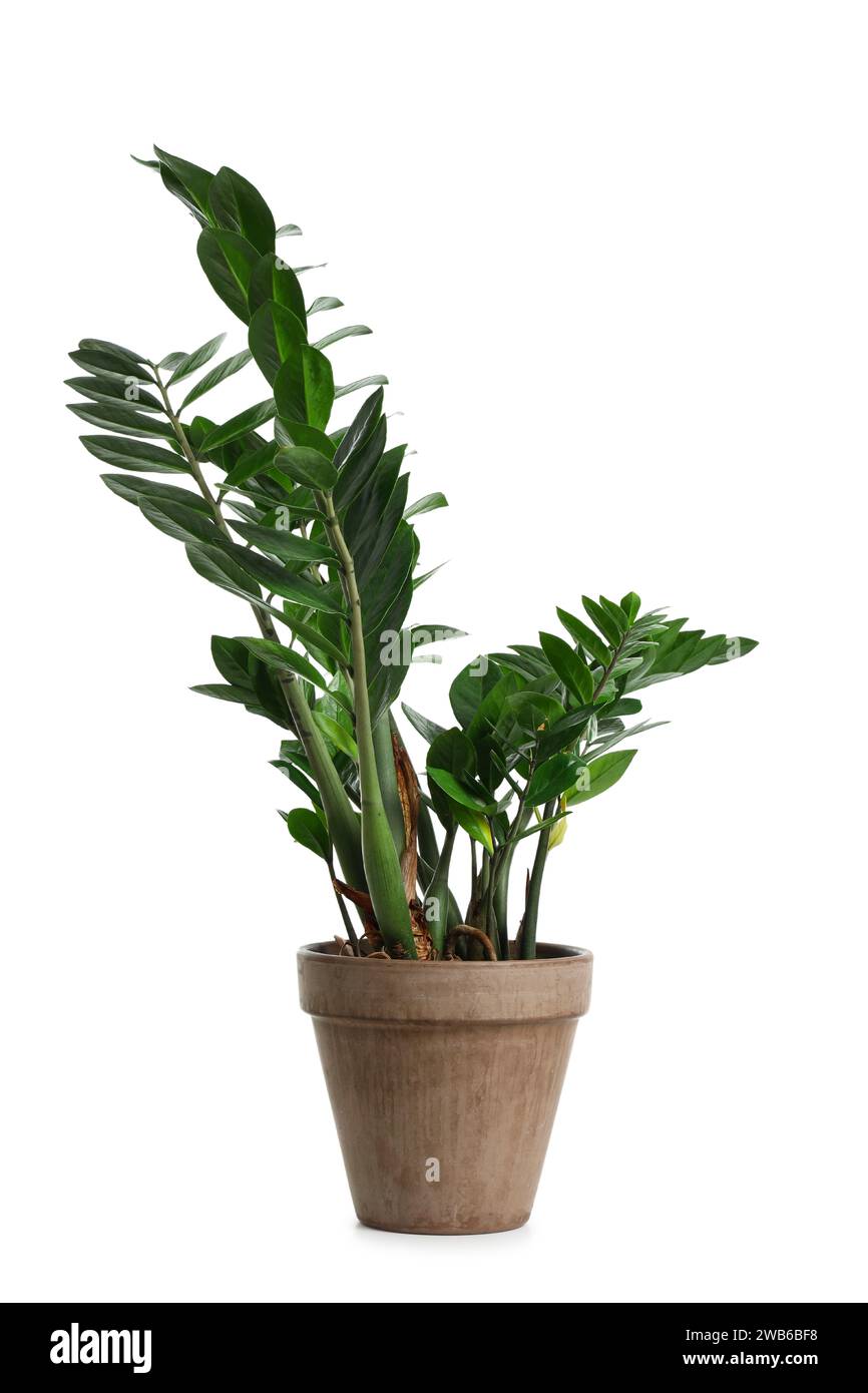 Green plant in pot on white background Stock Photo - Alamy