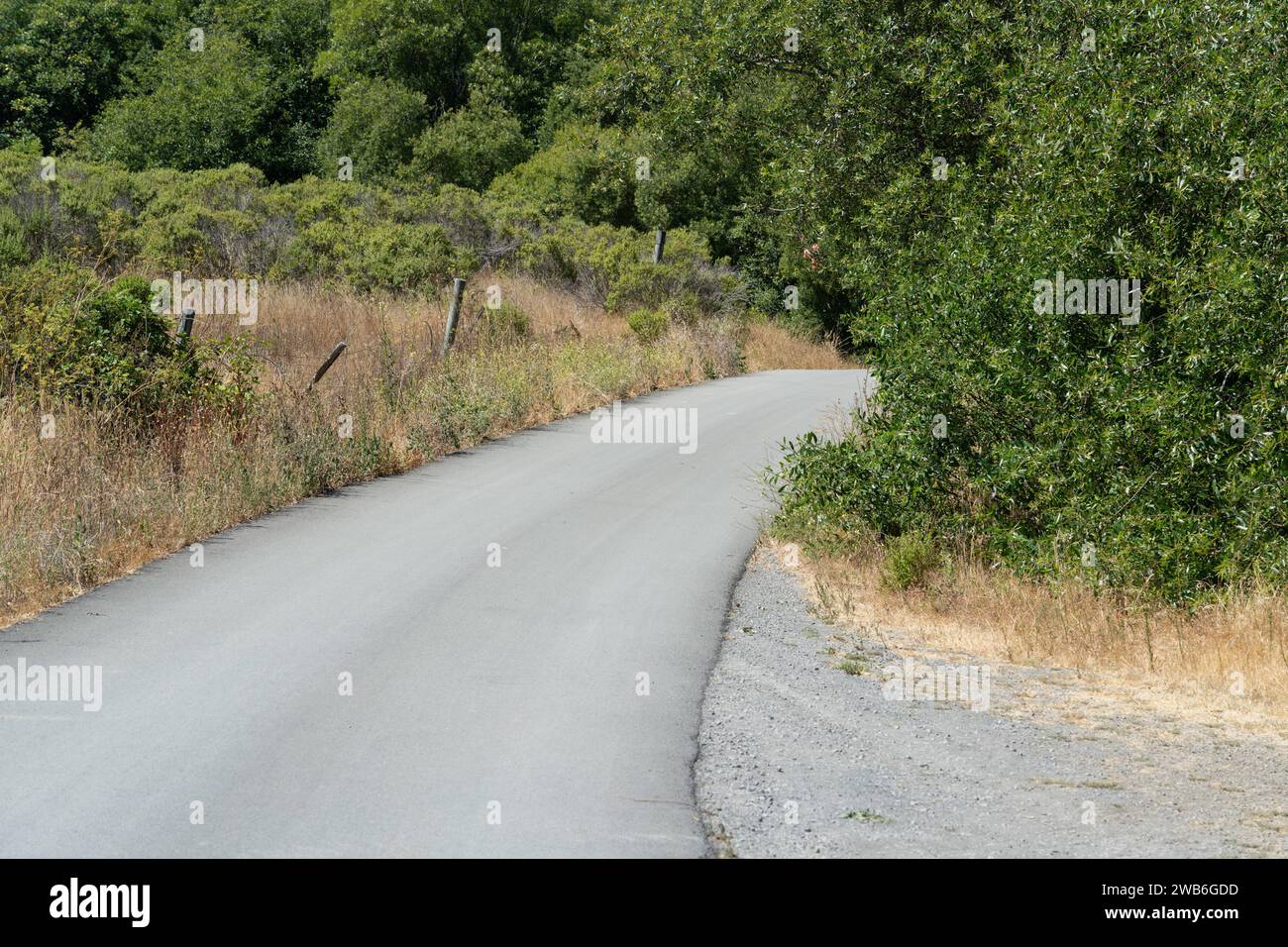 Slight bend or curve in the road ahead, Warning for a curve to the right, Warning  Road Sign on the roadside with pine trees forest background Stock Photo -  Alamy