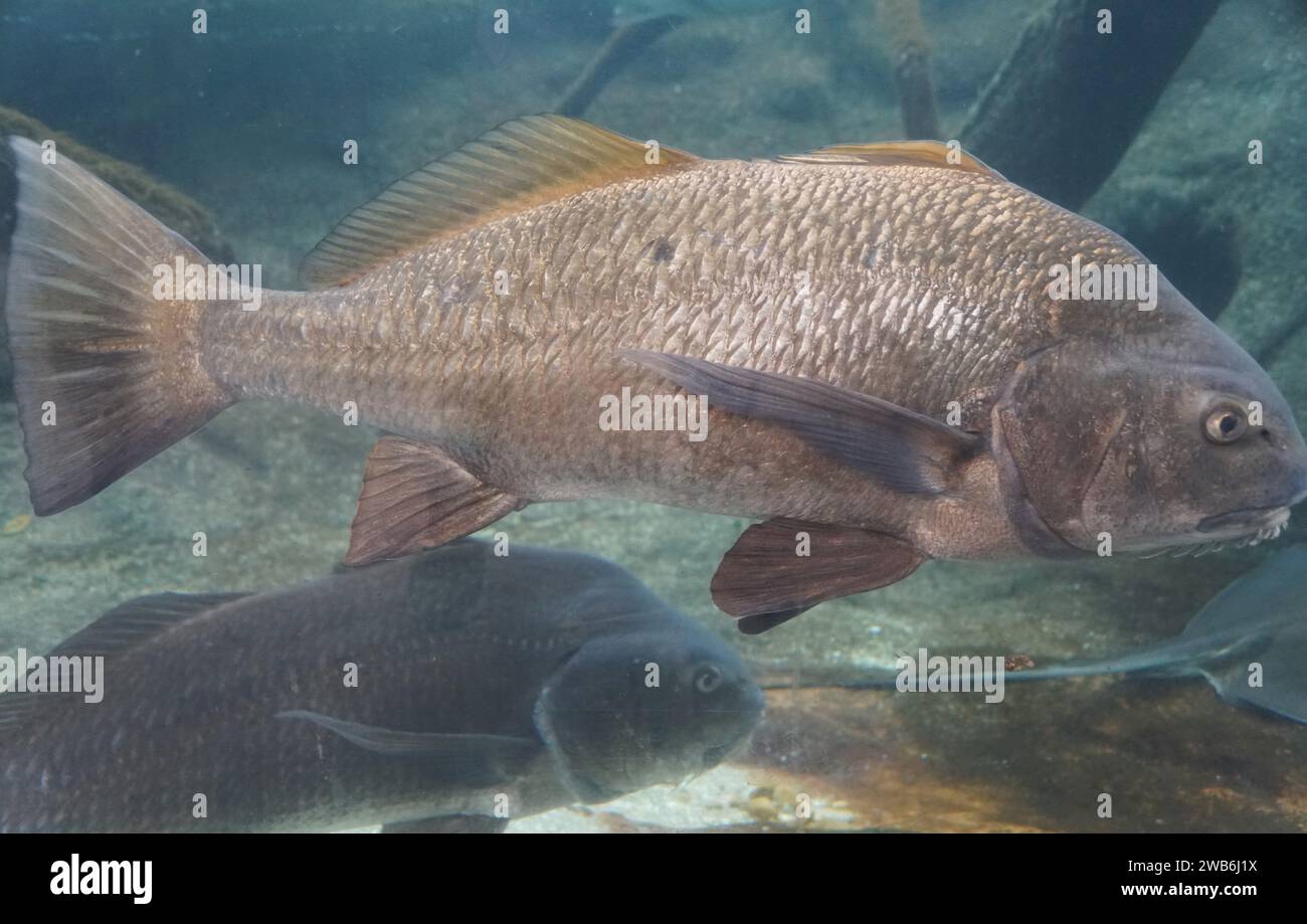 Close up of a large black drum swimming inside a fish tank Stock Photo