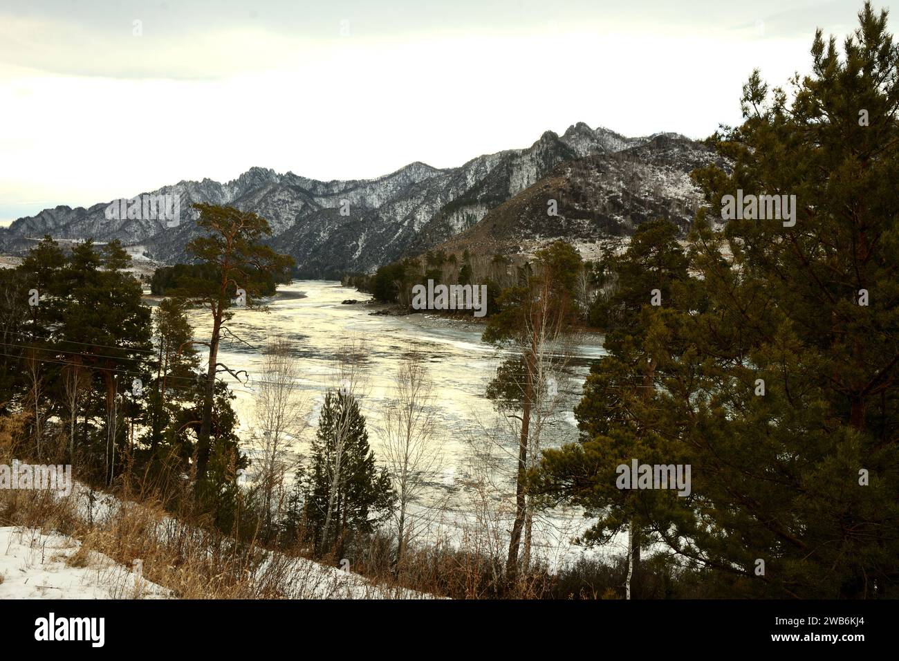 A look through the trunks of tall pine trees growing on the banks of a beautiful melted river surrounded by snow-capped mountains on a sunny winter da Stock Photo
