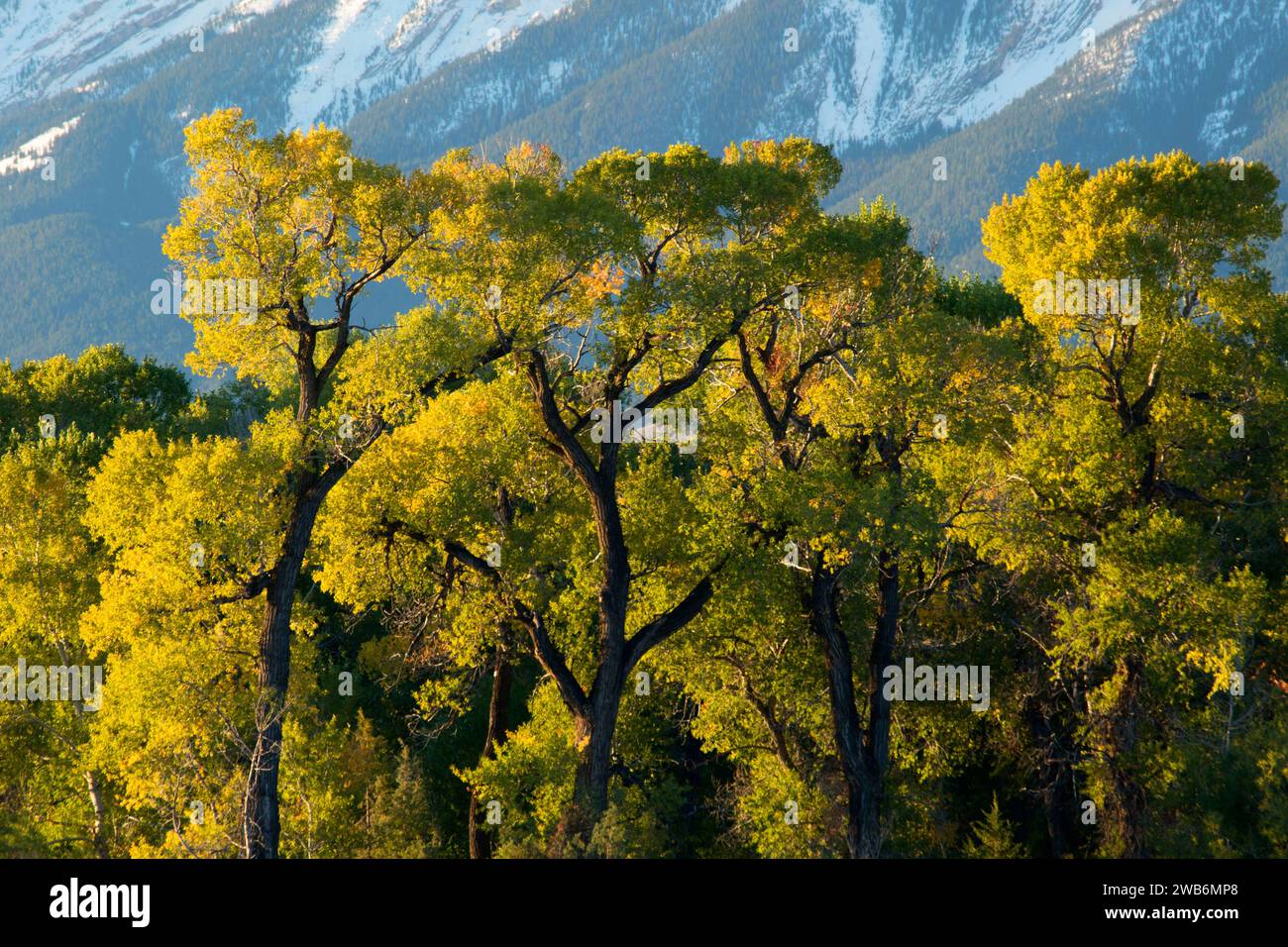 Cottonwoods, Sheep Mountain Fishing Access Site, Park County, Montana
