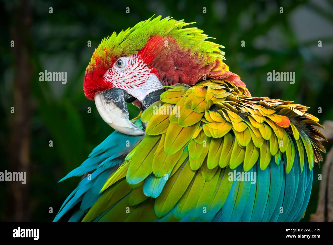 Hybrid macaw, parrot, Stock Photo
