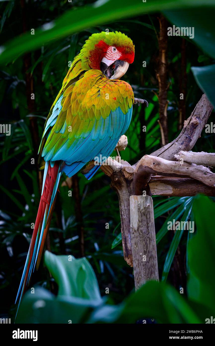 Hybrid macaw, parrot,  Bloedel Conservatory, Queen Elizabeth Park, Vancouver, British Columbia, Canada Stock Photo