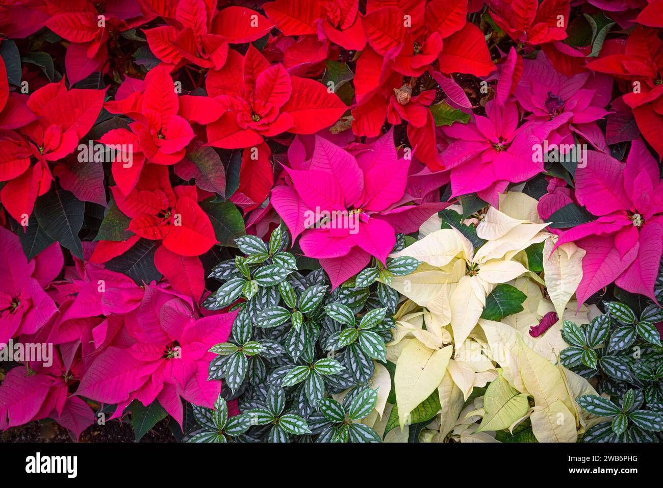 Assorted colour Poinsettia plants Stock Photo - Alamy