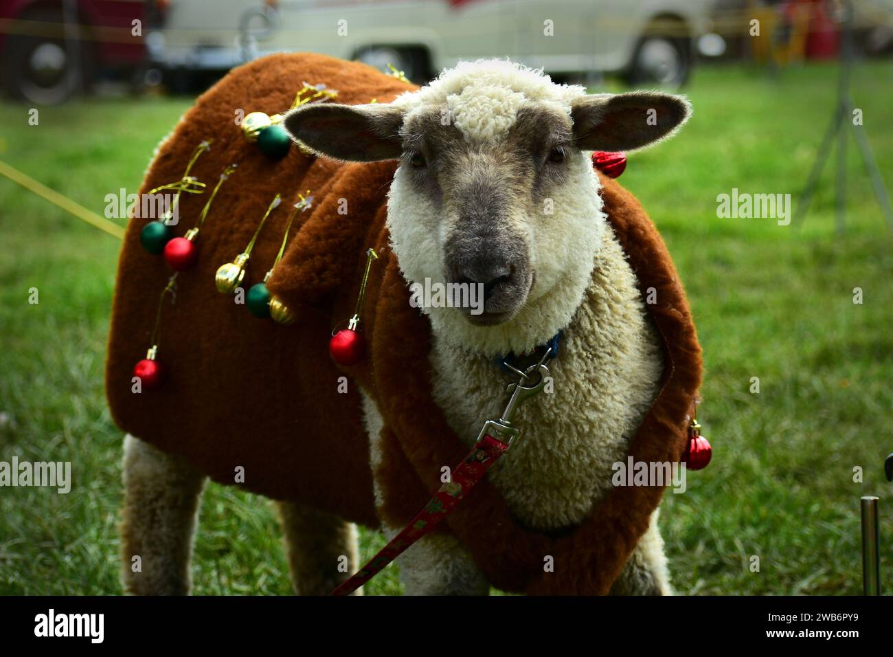 Sheep costume funny hi-res stock photography and images - Alamy Sheep costume funny hi-res stock photography and images - Alamy