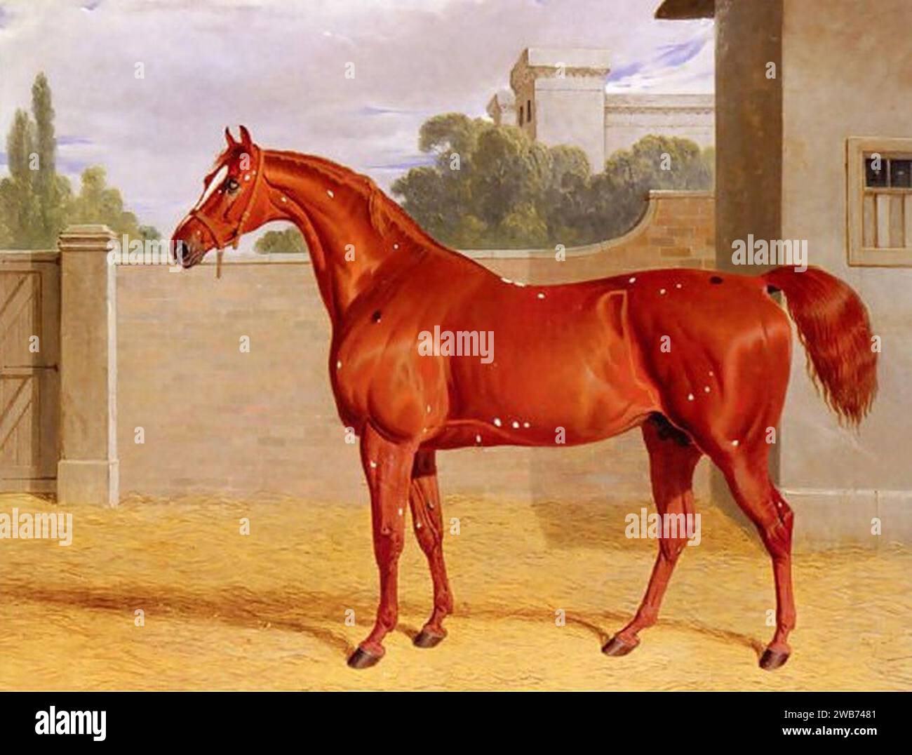 ''Comus'' A Chestnut Racehorse in a Stable Yard. Stock Photo