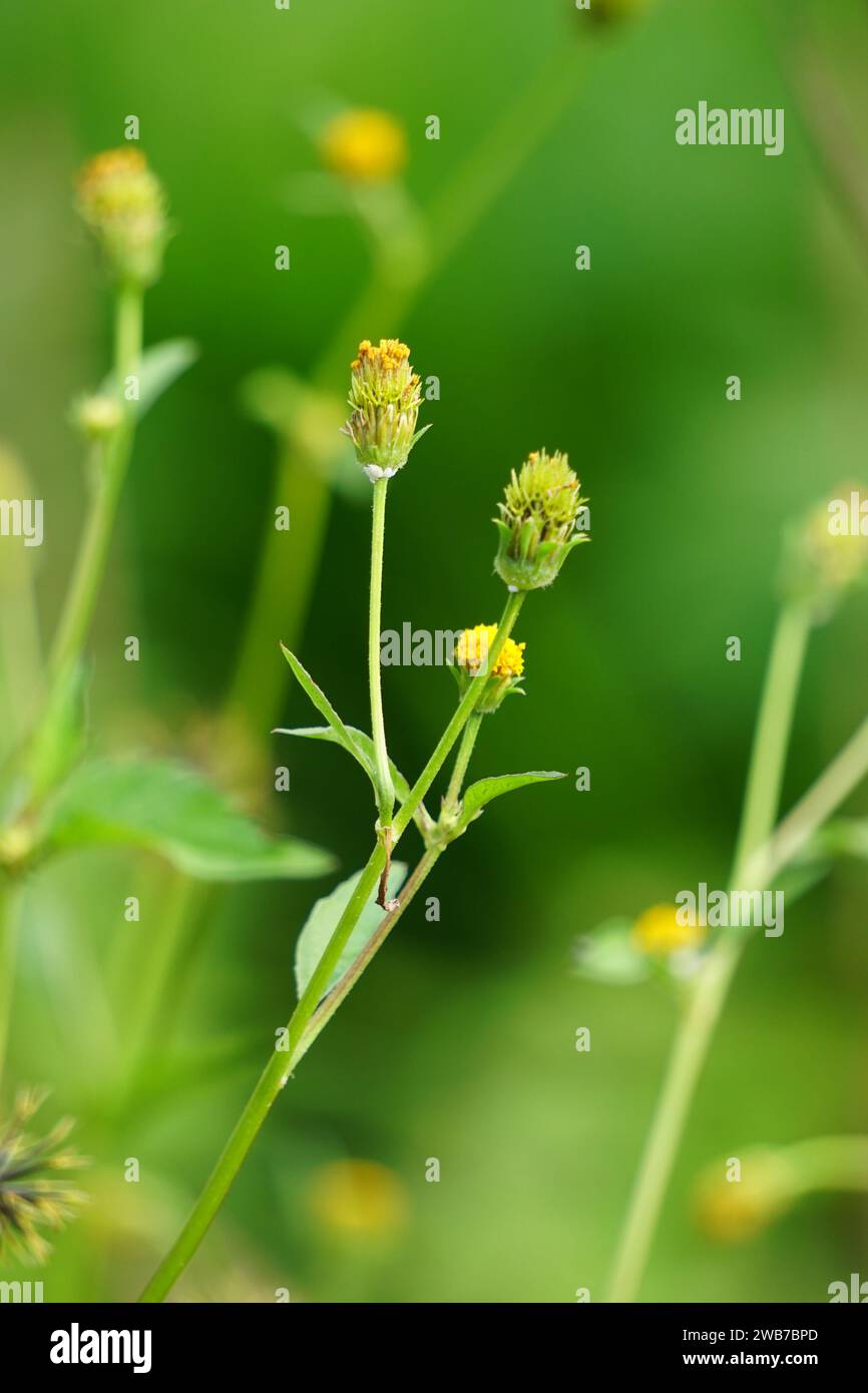 Bidens radiata plant. Bidens radiata is a species of flowering plant belonging to the family Asteraceae Stock Photo