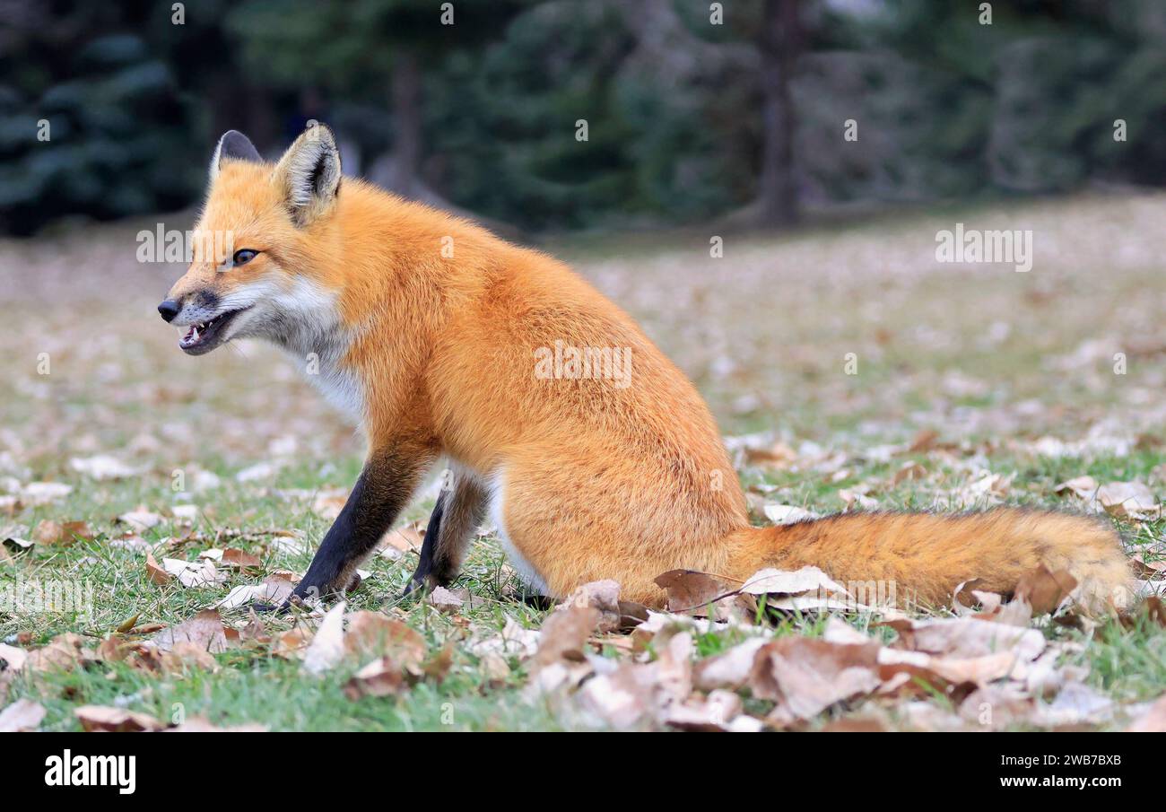 Red fox portrait with green background Stock Photo