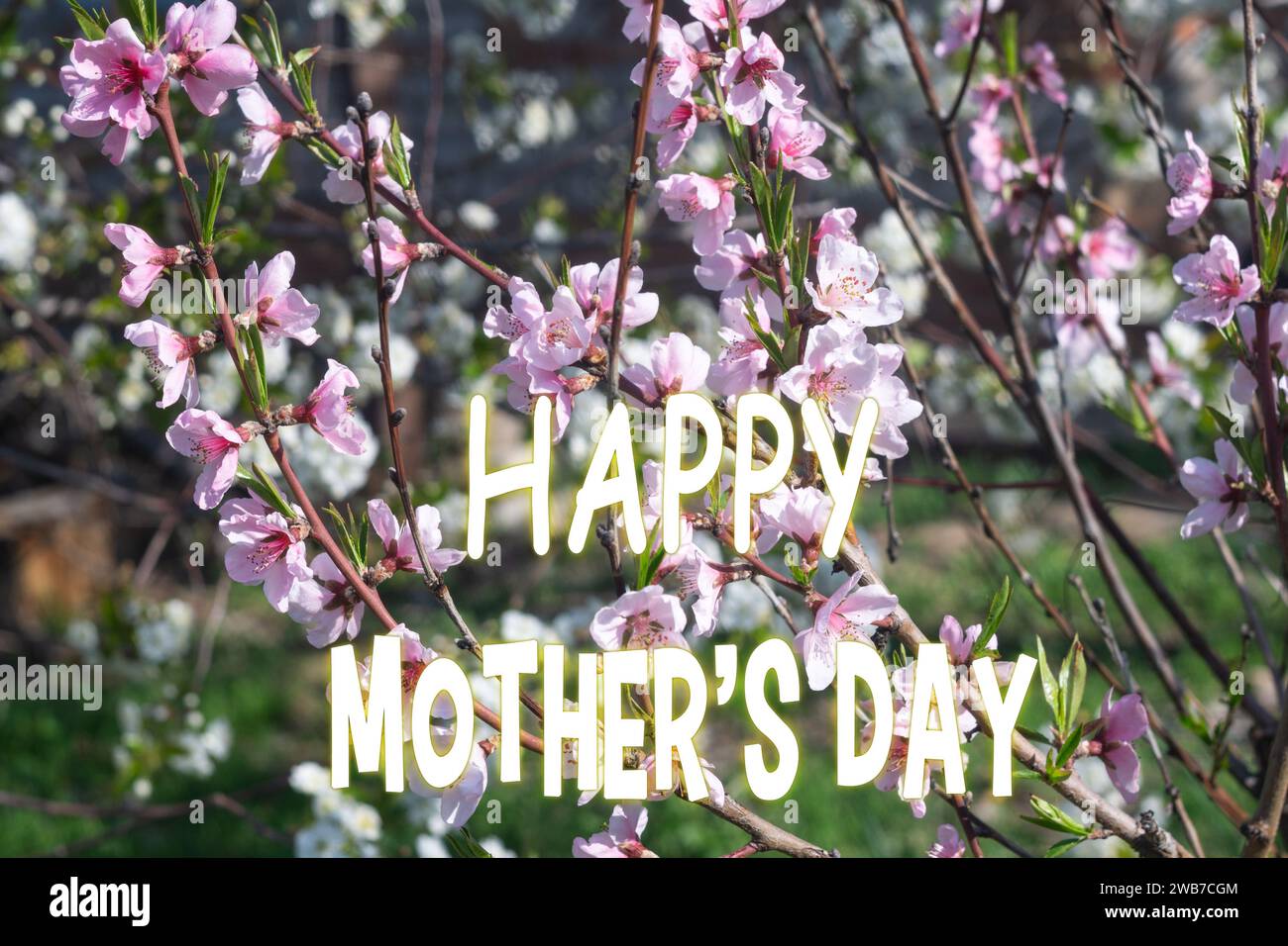 Mothers Day text overlays a delicate backdrop of pink cherry blossoms symbolizing love and appreciation during springtime. Stock Photo