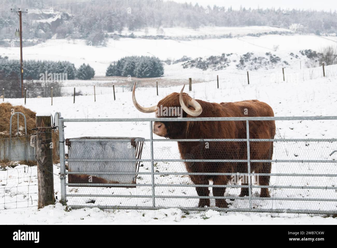 Highland cow behind a gate in the snow. Castle Roy, Highlands, Scotland Stock Photo