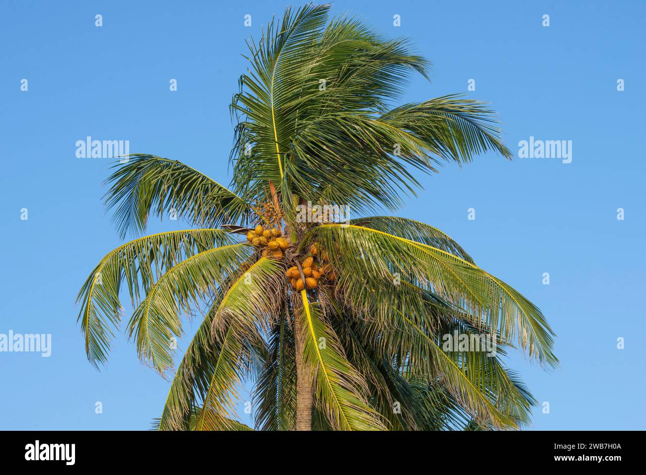 The tip of a coconut tree with ripening coconuts in the light of the evening sun. Sri Lanka Stock Photo