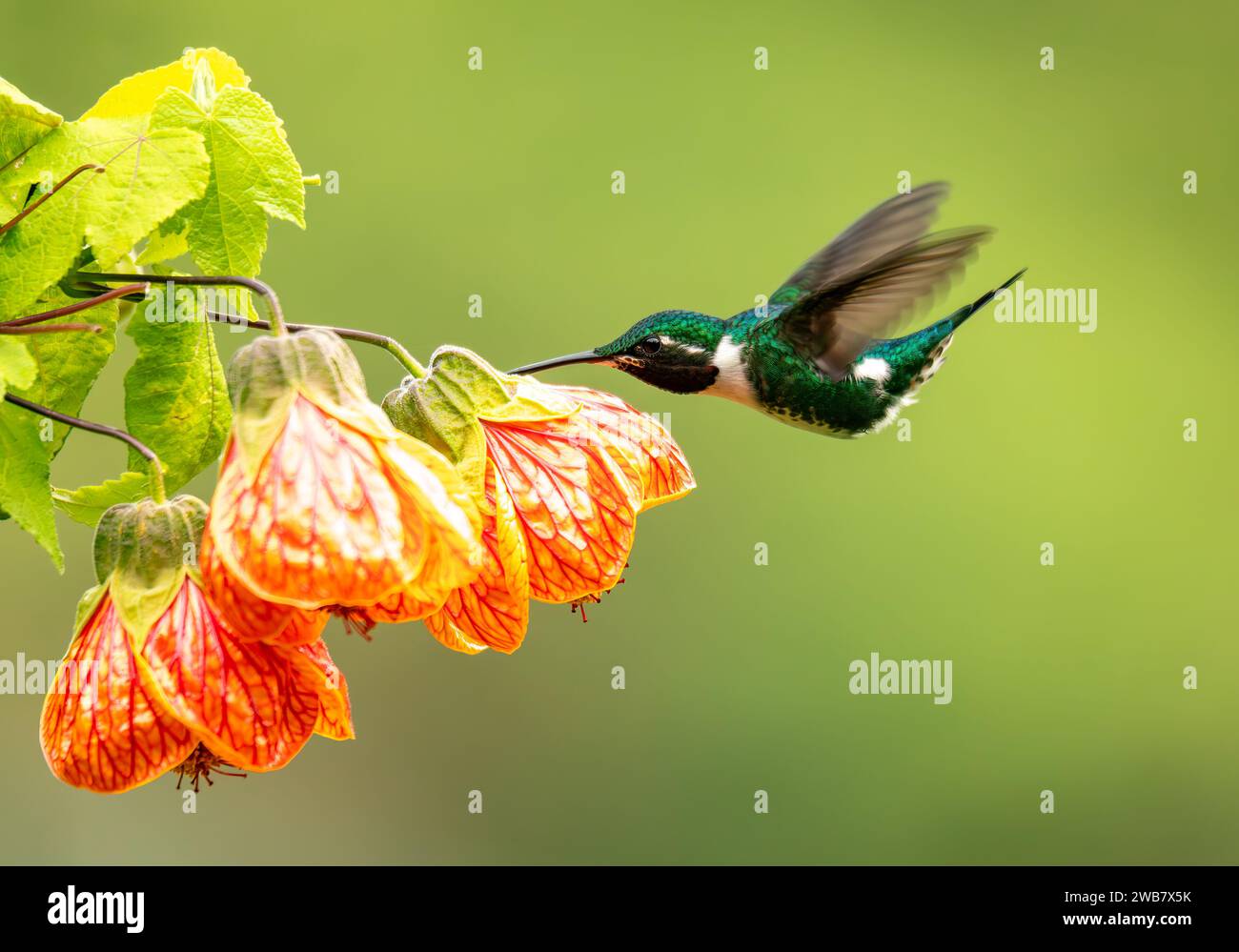 White-bellied woodstar (Chaetocercus mulsant), species of hummingbird in tribe Mellisugini, bee hummingbirds. Valle Del Cocora, Quindio Department. Wi Stock Photo