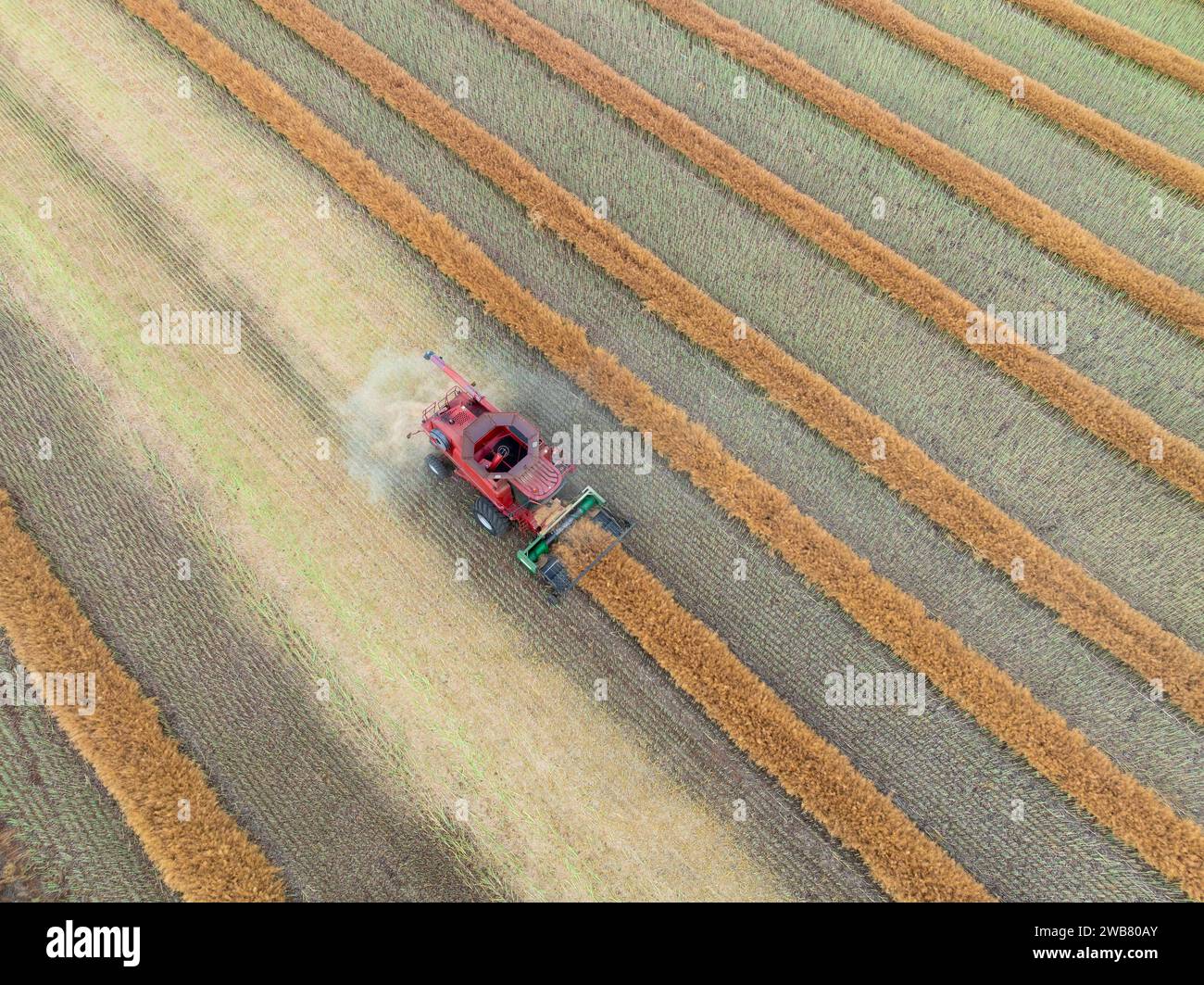 Aerial view of a harvester working in a field at Joyces Creek in Central Victoria, Australia. Stock Photo