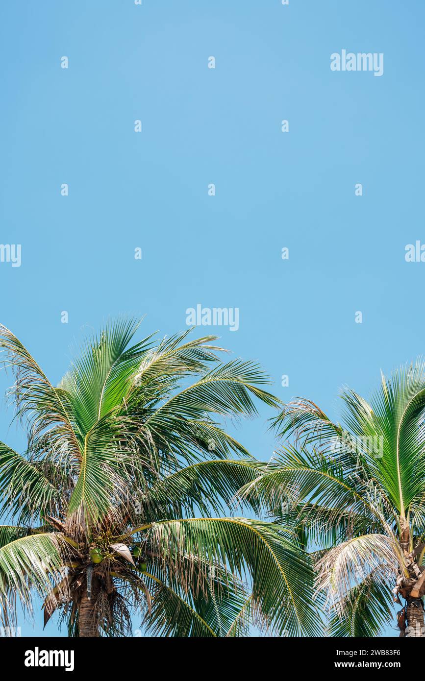My Khe Beach palm trees in Da Nang, Vietnam Stock Photo