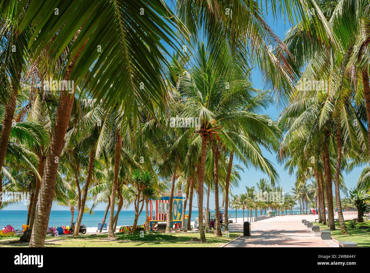 Da Nang, Vietnam - June 22, 2023 : My Khe Beach with palm tree forest Stock Photo