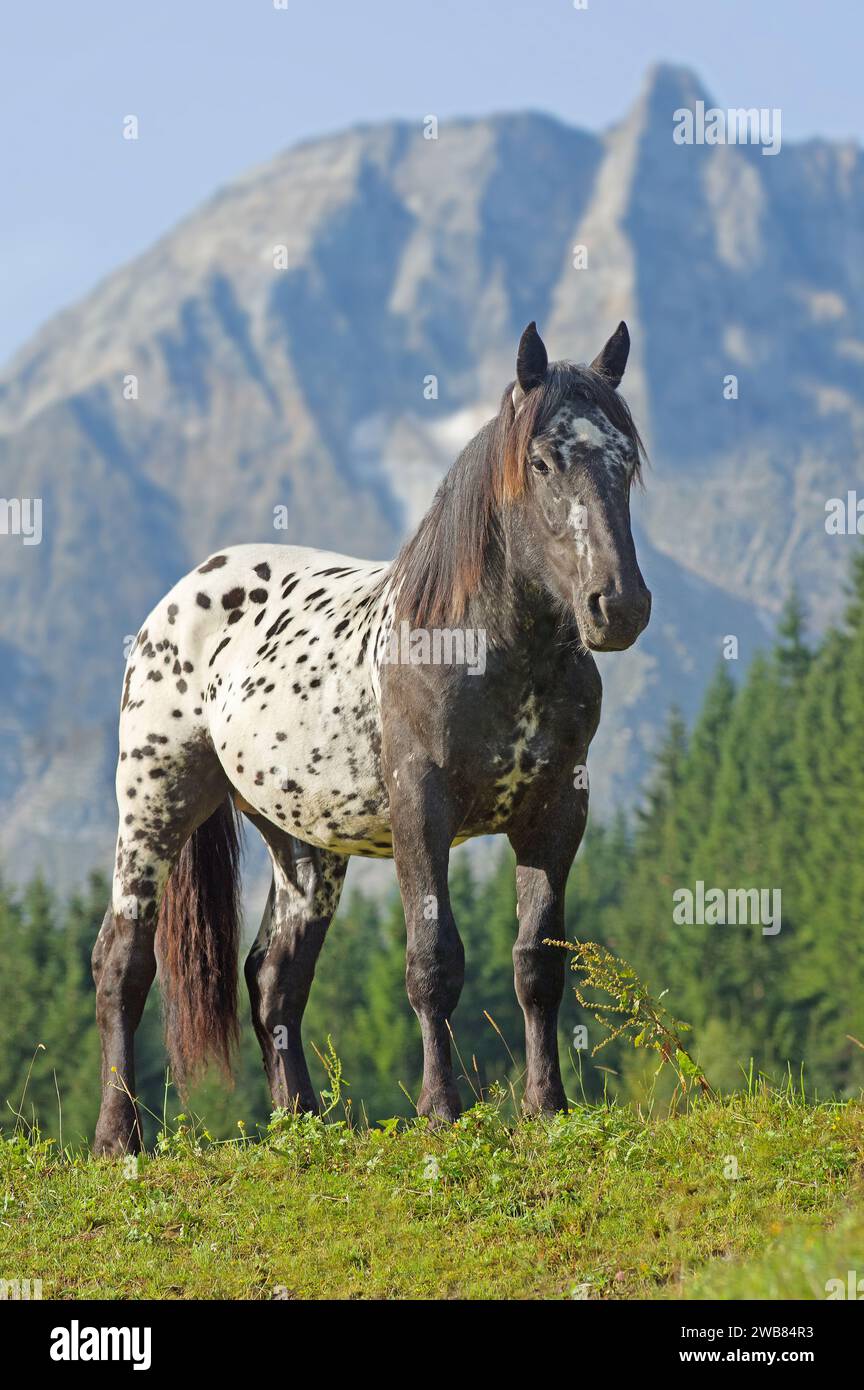 Spotted Nopriker horse in the Alps in front of Hoher Sonnblick ( 3106 m) in Rauris valley. Land Salzburg, Austria Stock Photo