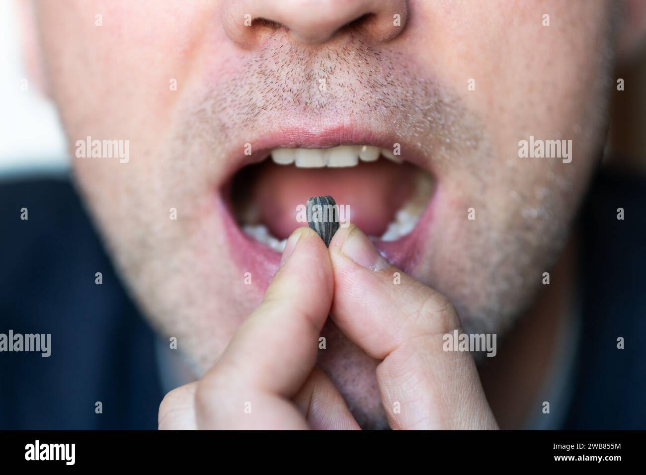 people eating roasted sunflower seed bite at crisp shell to eat seed inside. Black seed in men teeth close-up. open mouth is gnawing on the seeds. Stock Photo