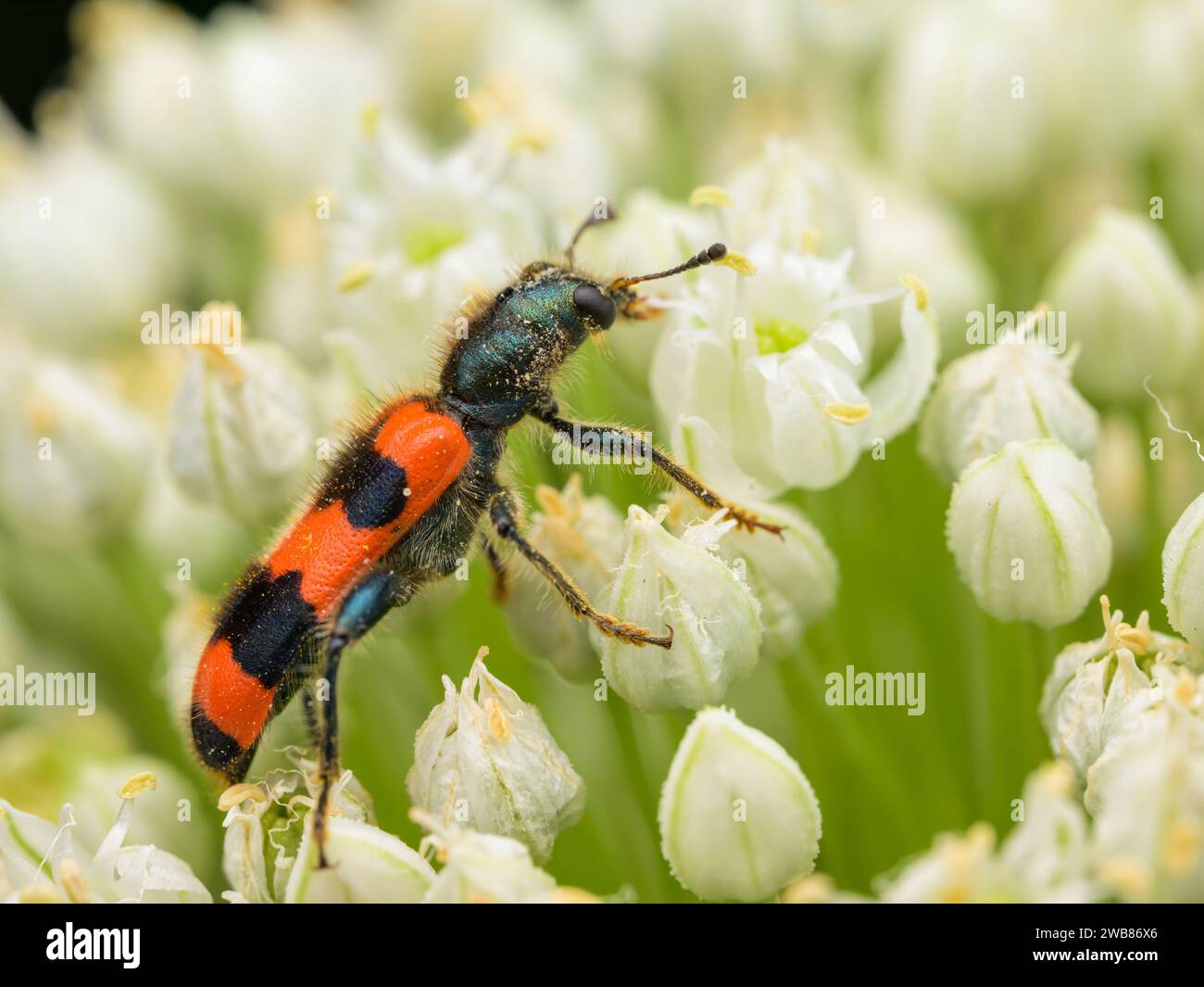 A checkered beetle (Trichodes apiarius) sitting on a white umbellifer, sunny day in summer, Vienna (Austria) Stock Photo