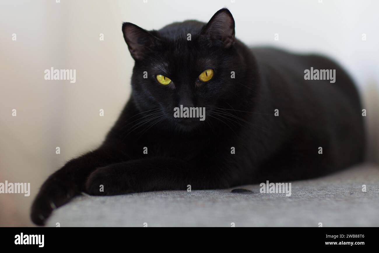 A black cat with bright yellow eyes lounging comfortably atop a cozy ...