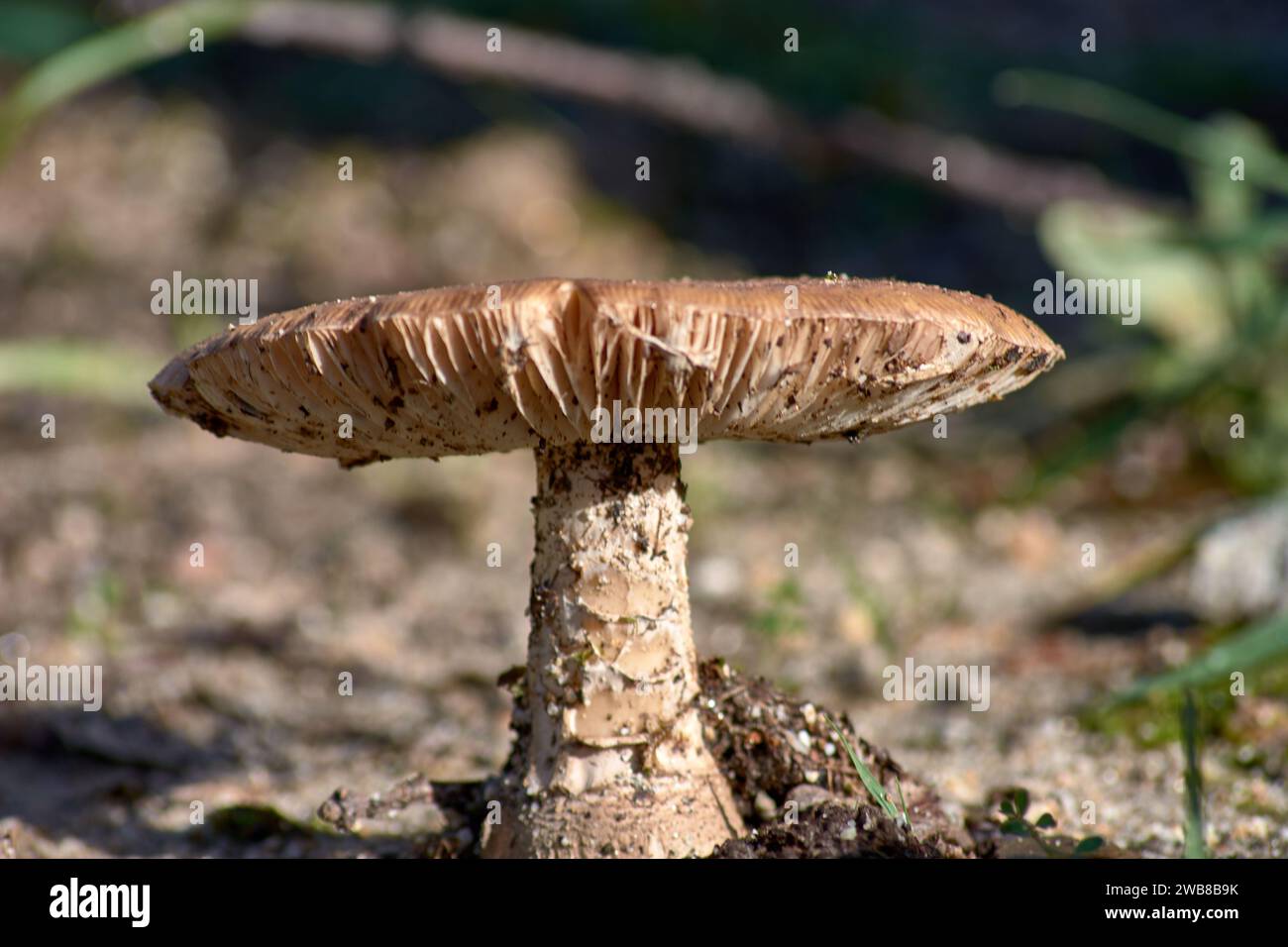 Walking through the mountains it is easy to find many mushrooms in autumn Stock Photo