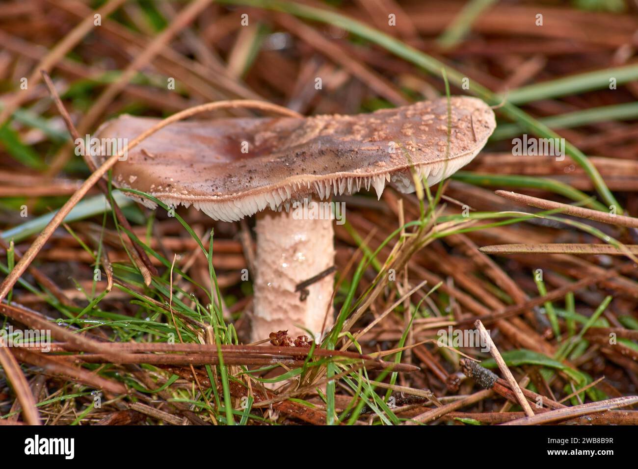 Walking through the mountains it is easy to find many mushrooms in autumn Stock Photo