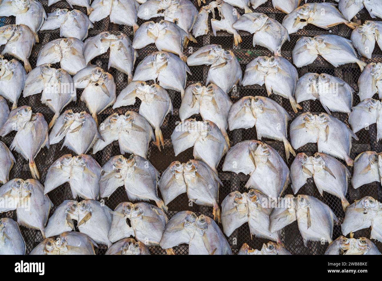 Closeup view of pomfret fish drying outdoors on bamboo rack in Maheshkhali island, Cox's Bazar, Bangladesh Stock Photo