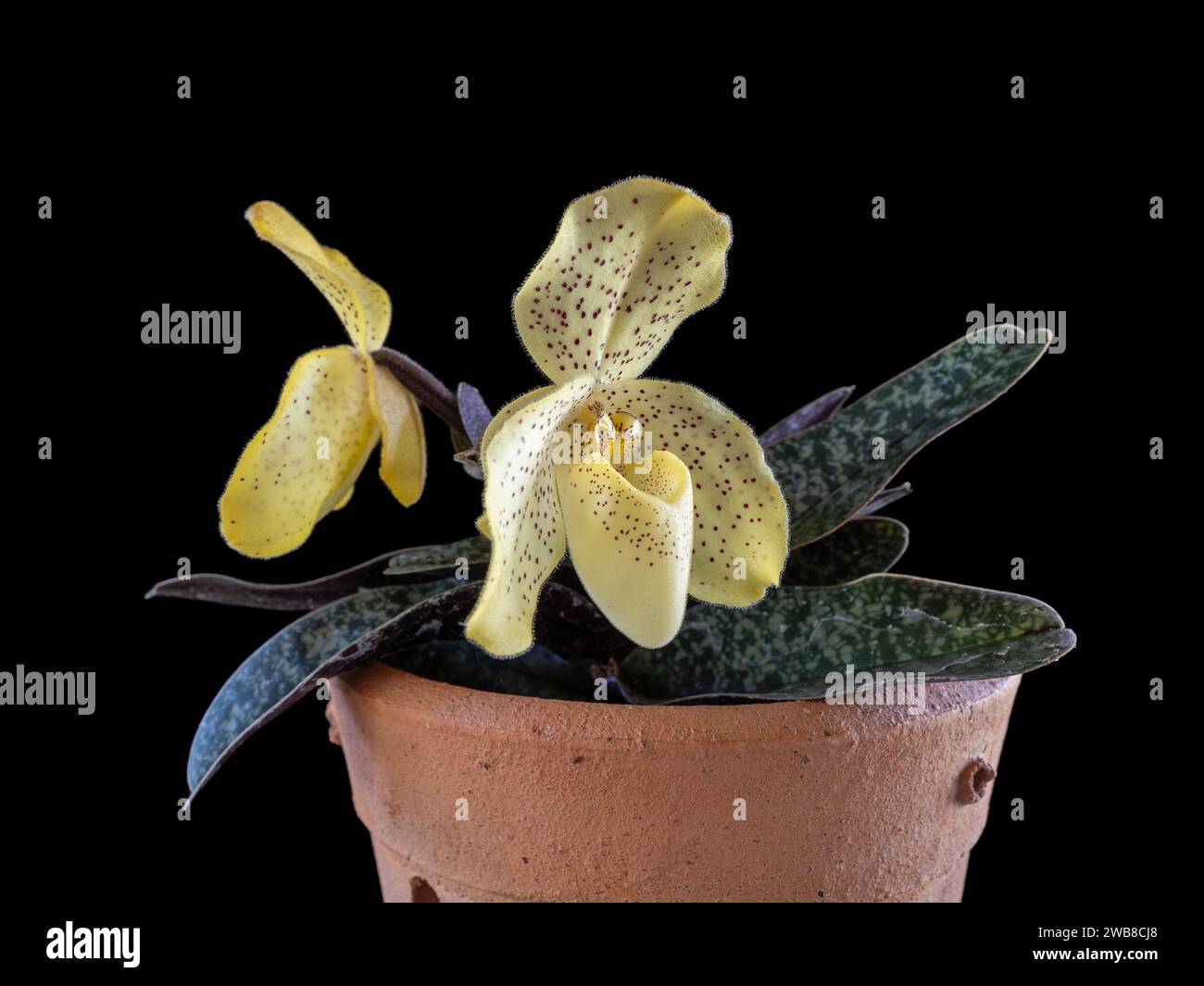 Closeup view of blooming lady slipper orchid species paphiopedilum concolor in pot with yellow and red dots flower isolated on black background Stock Photo