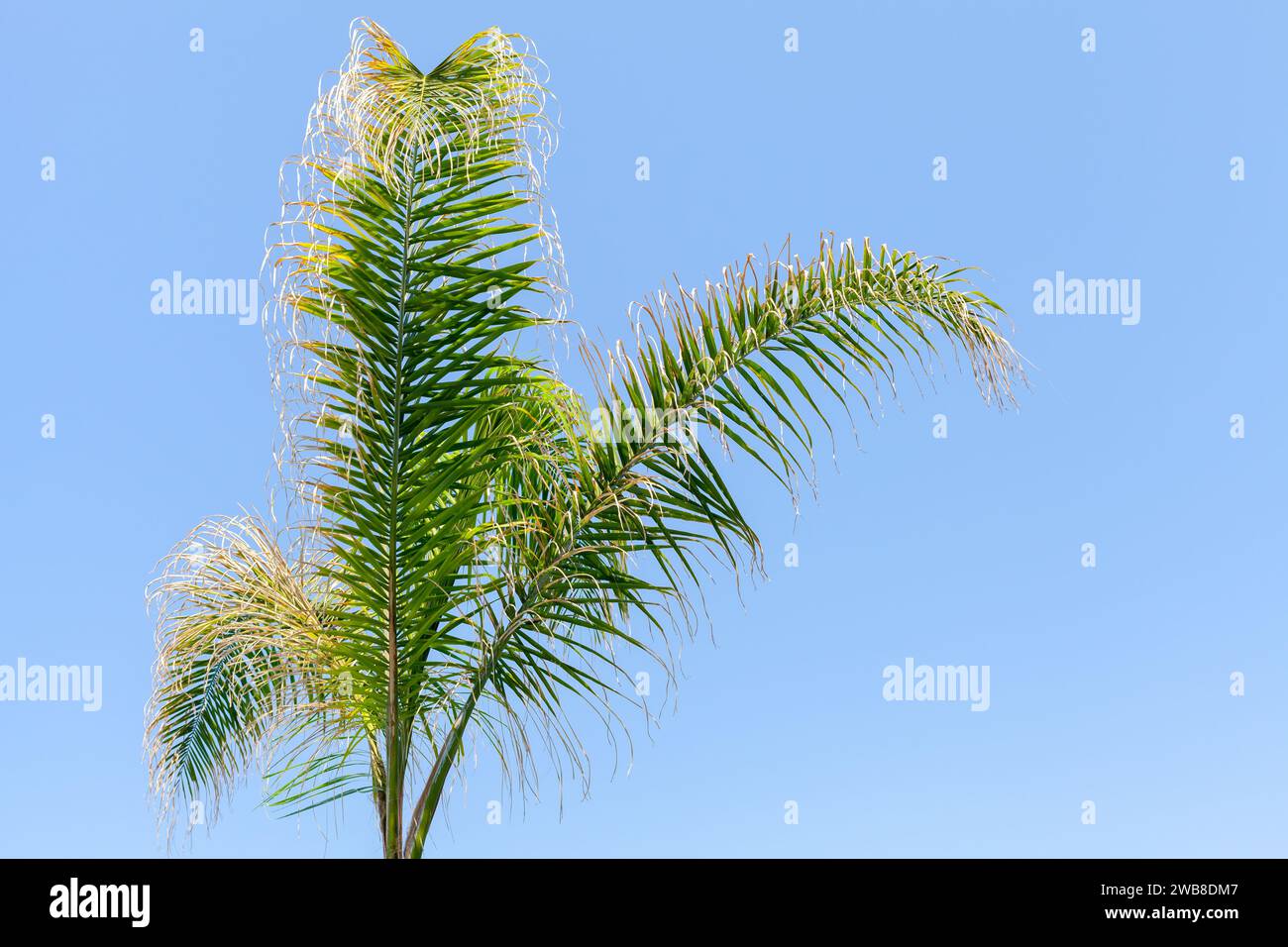 Green palm leaves are under blue sky on a sunny day. Syagrus romanzoffiana, the queen palm or cocos palm, is a palm native to South America Stock Photo