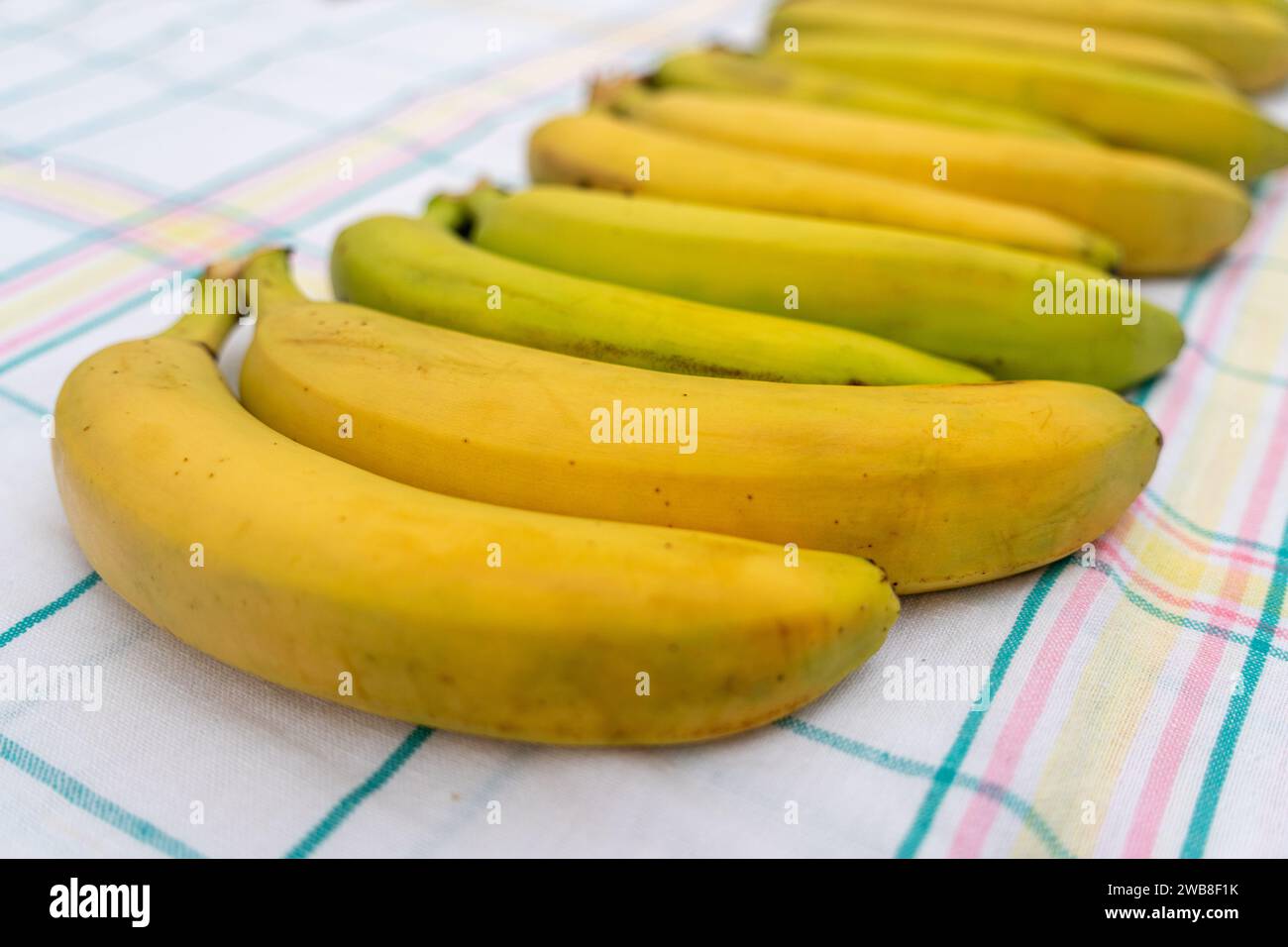 Ripe, appetizing, healthy, large, sweet bananas, neatly lined in a row on a checkered tablecloth table on a light background. The view from the top. H Stock Photo