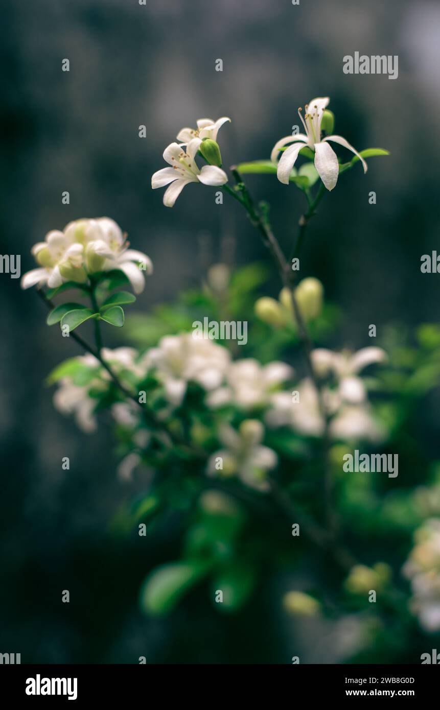 Orange jasmine flowers hi-res stock photography and images - Alamy