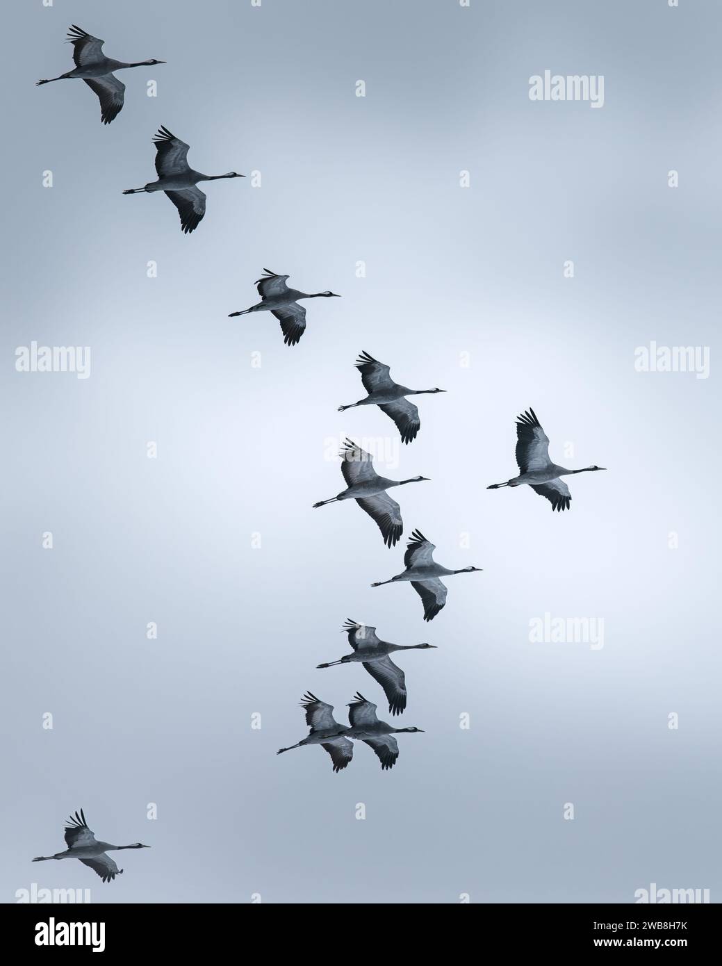 A flock of birds soaring through the air in unison Stock Photo - Alamy