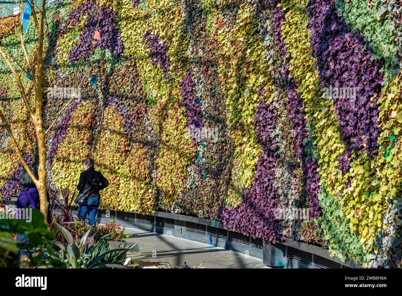 The vertical gardens in The Calyx in the Royal Botanic Gardens in