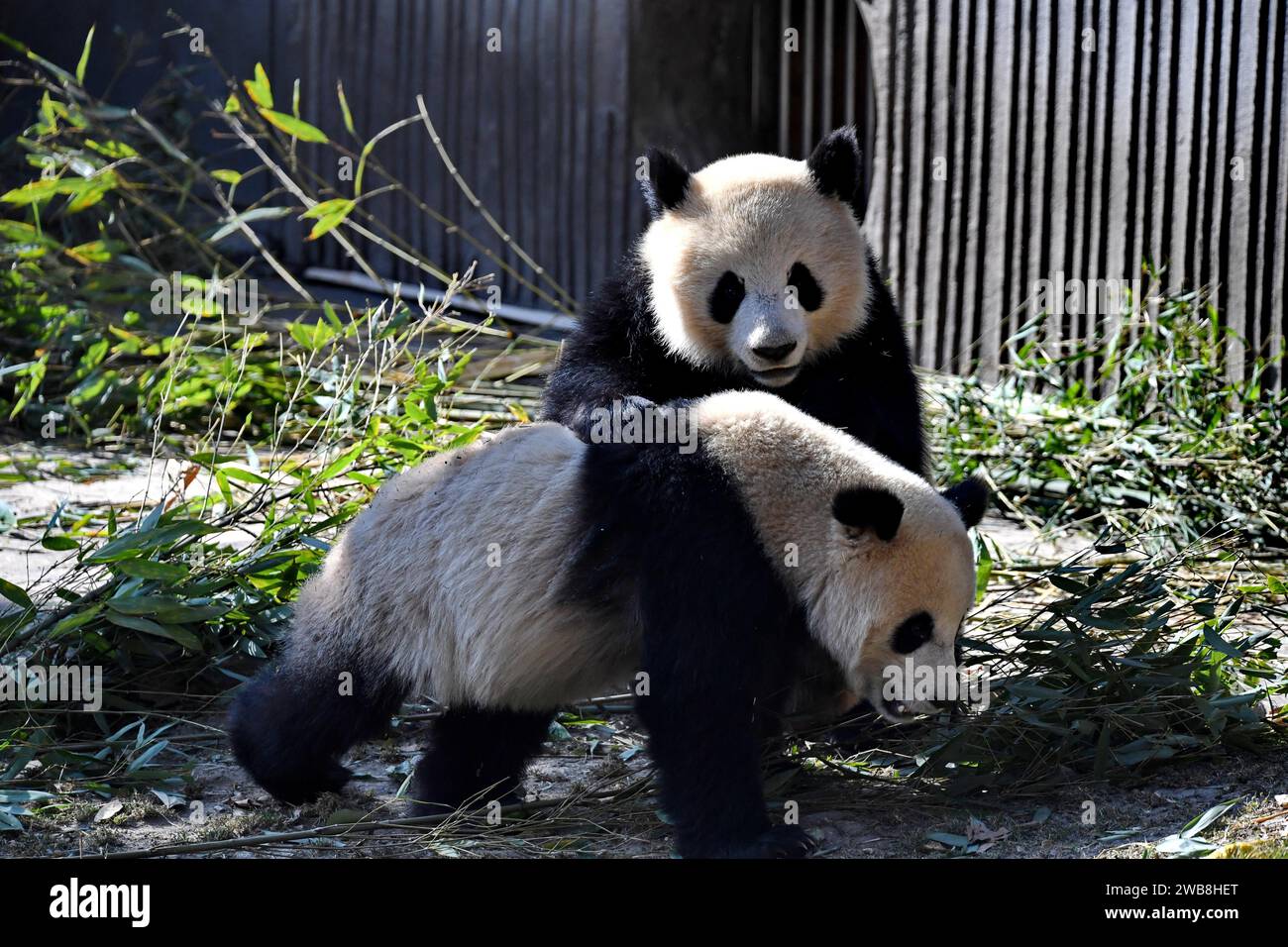 Cute giant pandas at Shenshuping base in Aba Prefecture, southwest