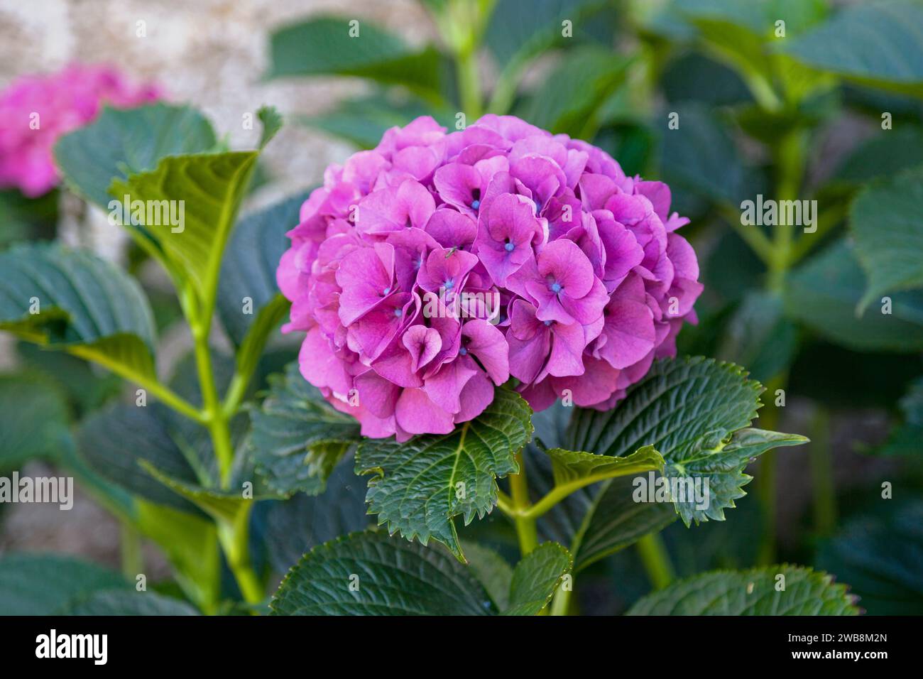 The Hydrangea or hortensia is a genus of 70–75 species of flowering plants native to southern and eastern Asia (China, Japan, Korea, the Himalayas, an Stock Photo