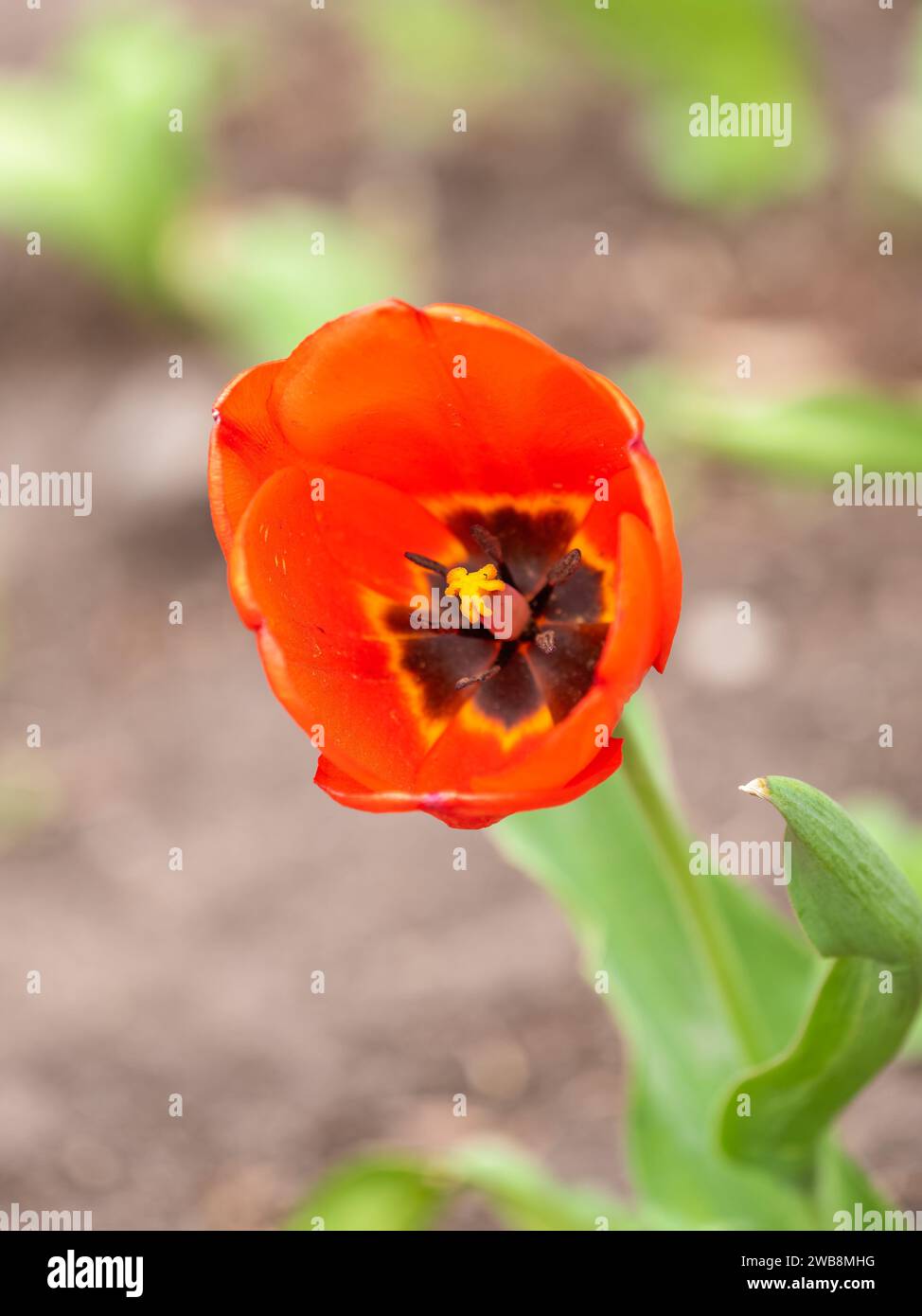 Springtime Tulips Red Colorful red tulips blossom in spring. Natural sprintime background ...