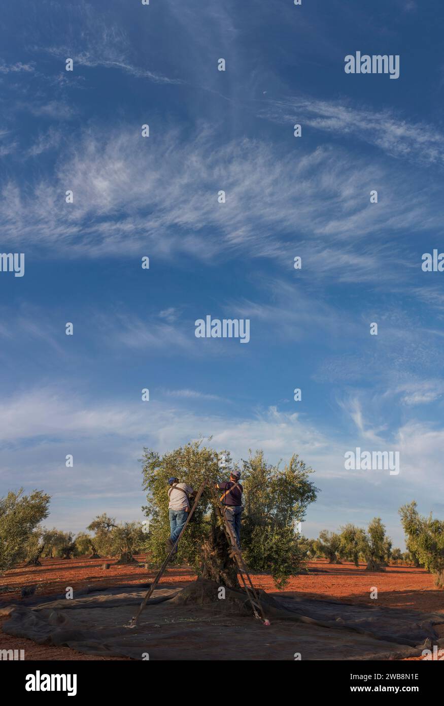 Laborers collecting olives from stepladder. Vertical panoramic shot Stock Photo