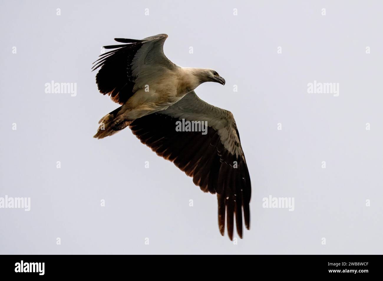 White-bellied sea eagle (Icthyophaga leucogaster), also known as the white-breasted sea eagle, observed in Waigeo in West Papua, Indonesia Stock Photo
