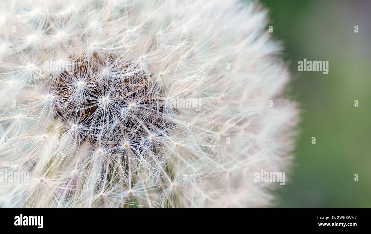 Seed macro close up. Fragility. Beautiful flower Dandelion on a blurred green background. Taraxacum Erythrospermum. Stock Photo