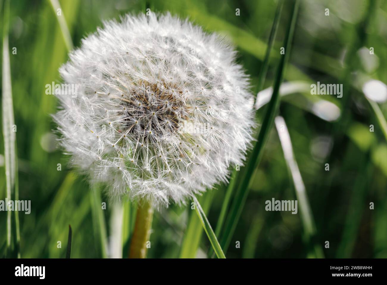 Closeup on dandelion highlighted by sun, blurred background. Stock Photo