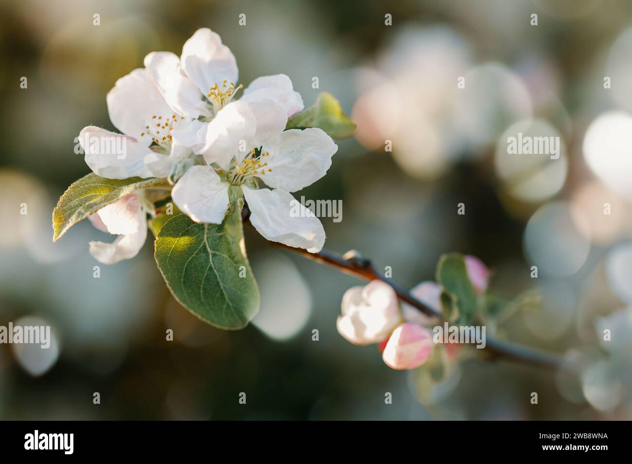 Spring photo blooming branch hi-res stock photography and images - Alamy
