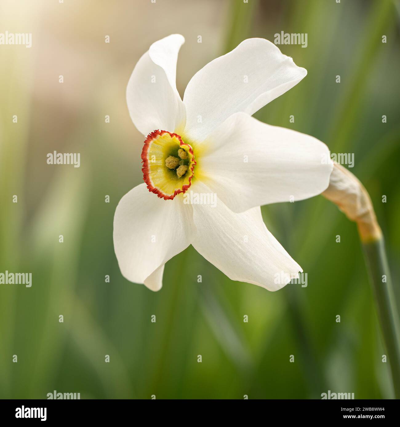 White daffodils, Poeticus daffodils, Narcissus poeticus Actaea, flowers in springtime. Blurred, bokeh background. Square photo. Stock Photo